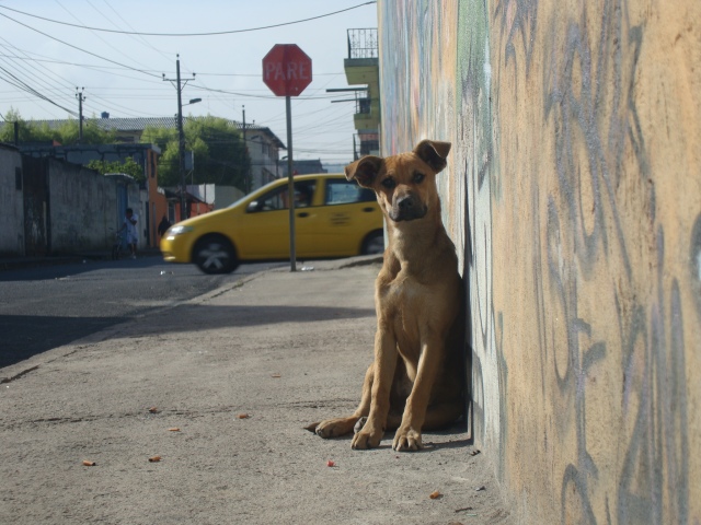 La Av. Mariscal Sucre registra altos índices de perros callejeros.